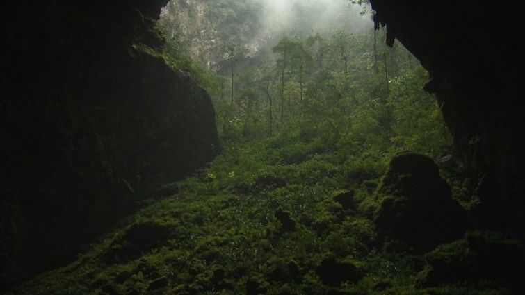 Лес в пещере Шондонг